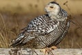 Snowy Owl (Bubo scandiacus).